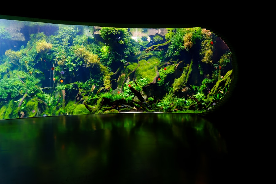 莫斯水草造景
