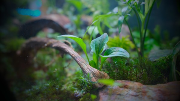 沉木水草景观